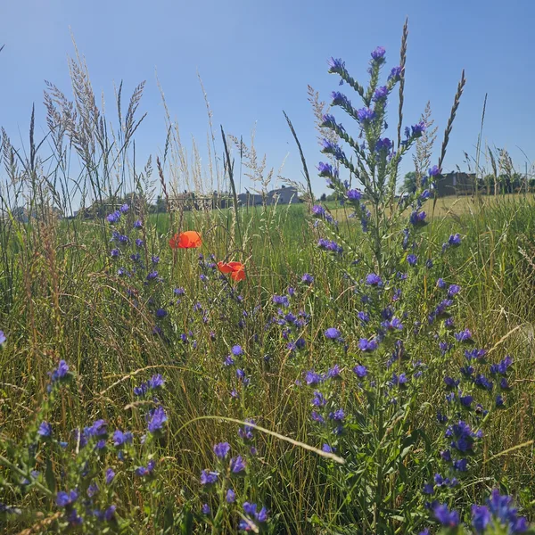 
Szlak Husarii Polskiej



Wieszowa – Gliwice
