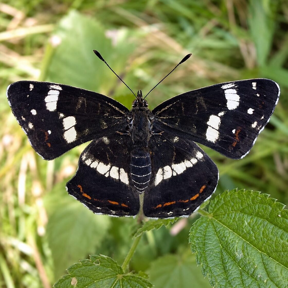 Motyl zauważony podczas spaceru w Paprocanach