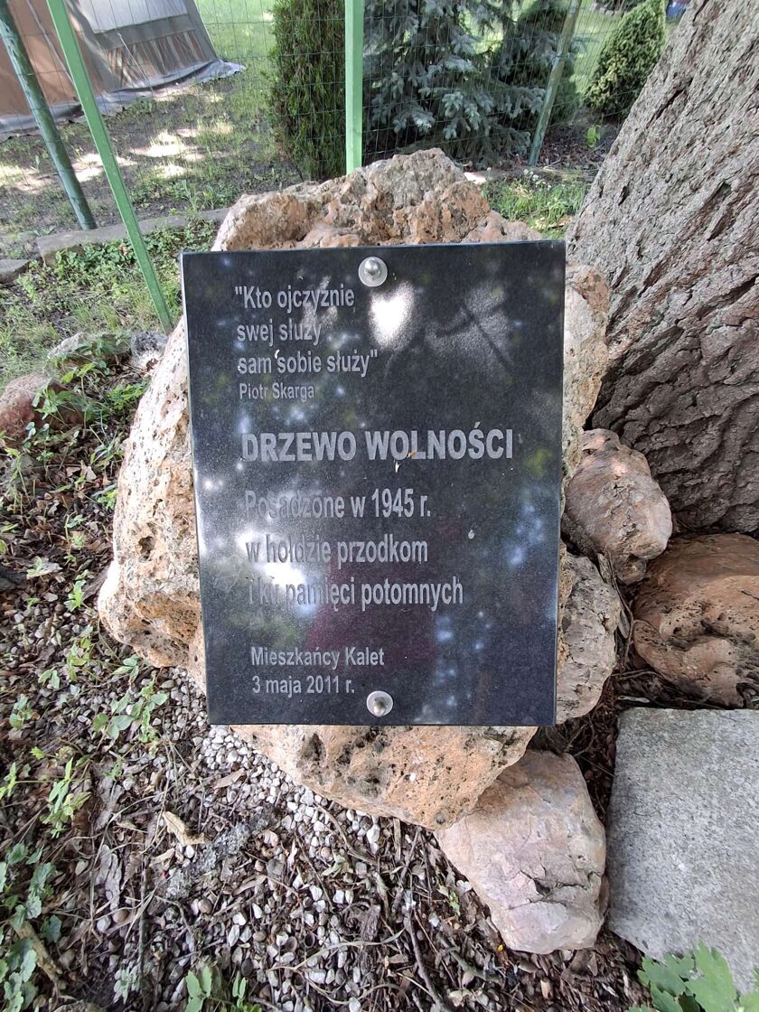 Drzewo Wolności w Zielonej