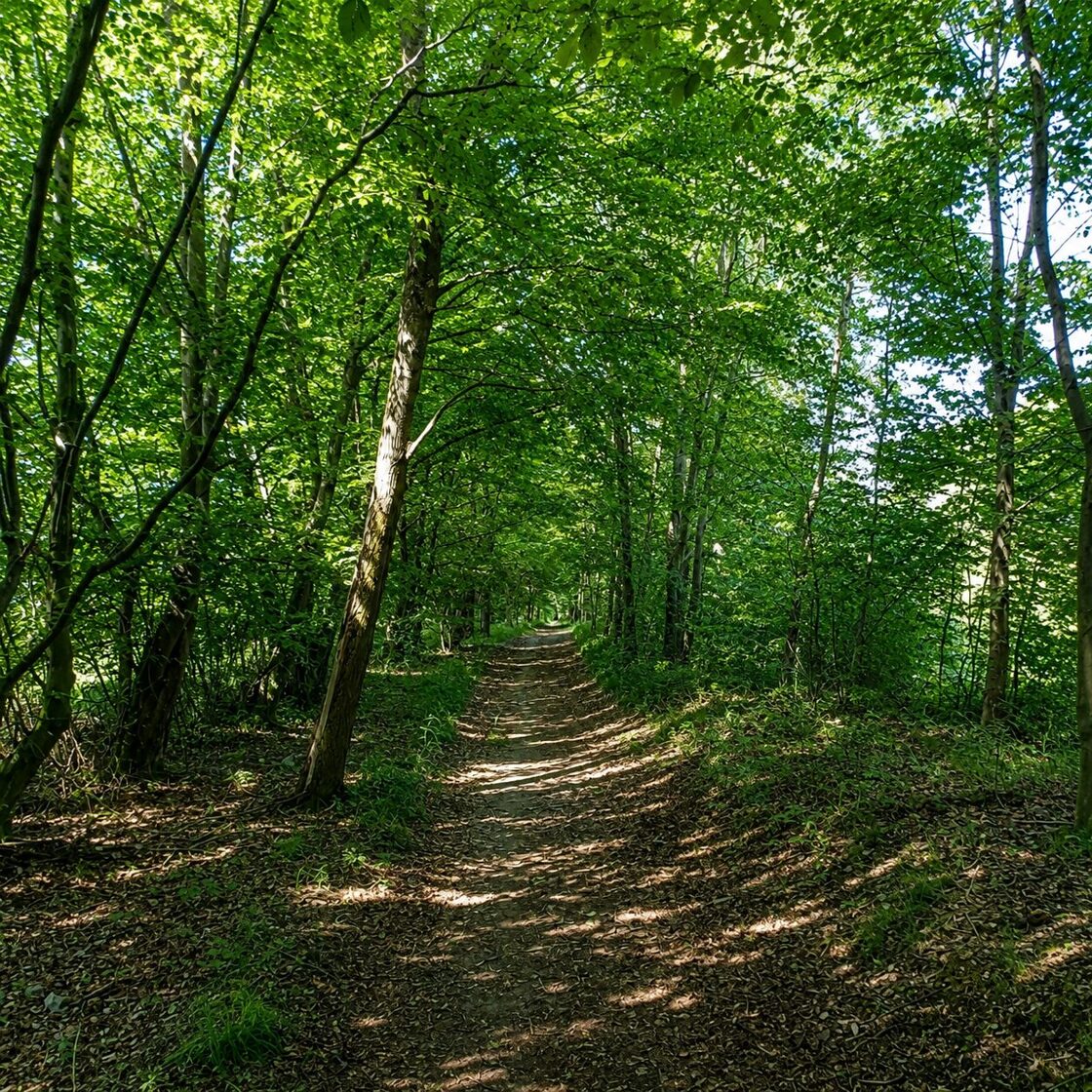 Maciejów
