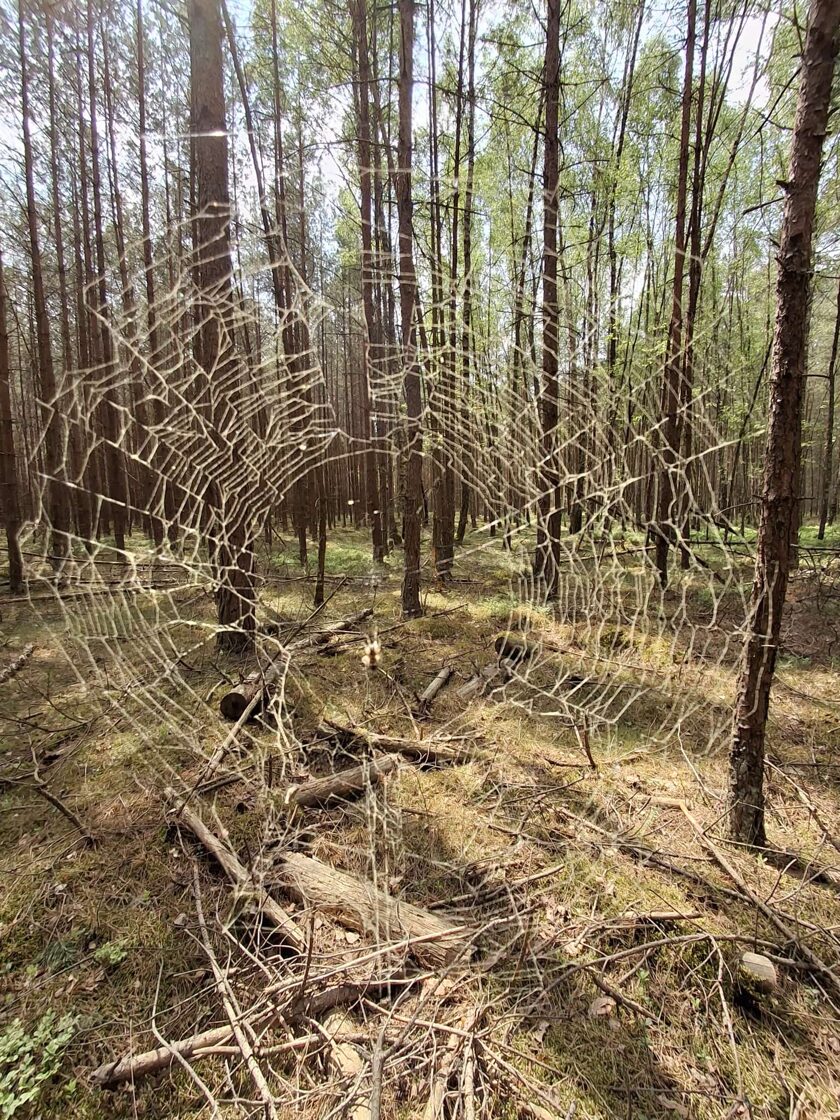 Pajęczyna