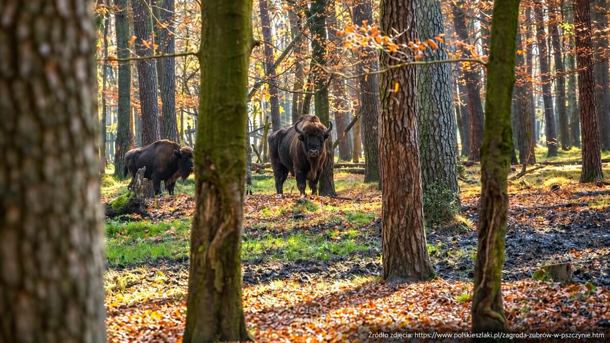 Żubry w jesiennym lesie – Śląska Jesień Turystyczna